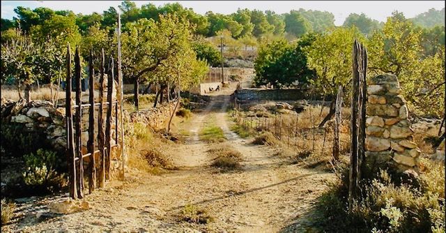 CAN TARIDA