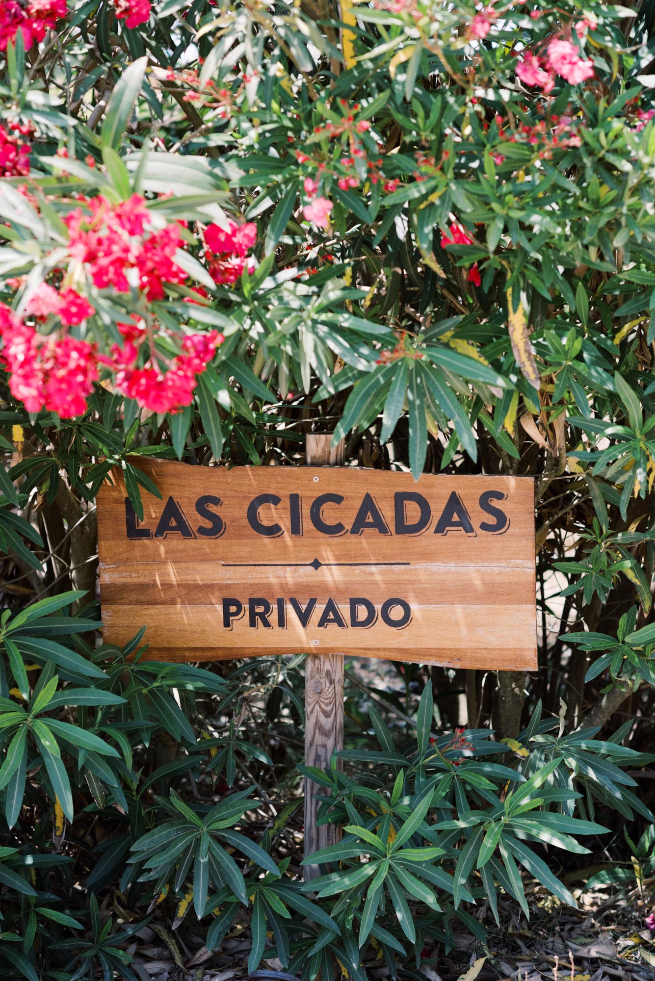 LAS CICADAS