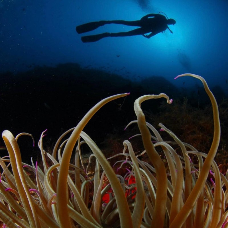 Scuba diving and snorkelling in Ibiza